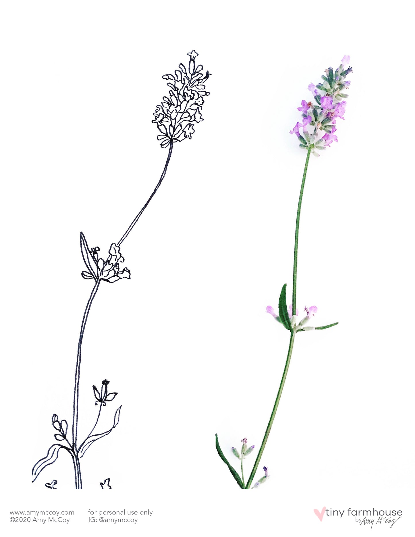 Lavender free coloring sheet - tiny farmhouse by Amy McCoy