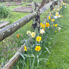 daffodils along a garden fence